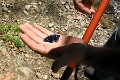 NYMPHALIDAE, Perisama oppelii bleuzeni